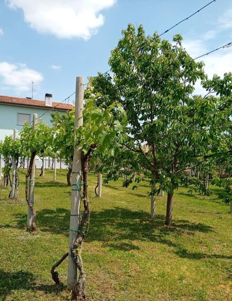 La Cjase Di Pieri E Vilme Bed & Breakfast Udine Luaran gambar